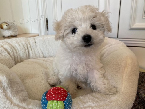 �t��ata bi�onka 