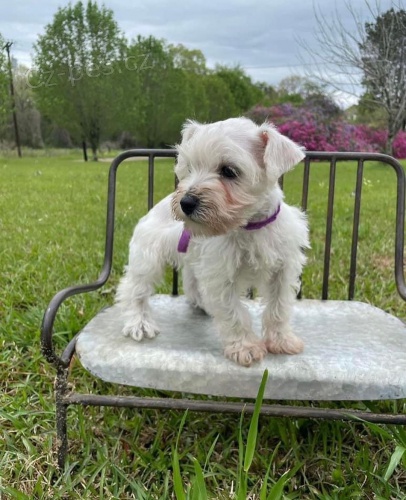 mini �t��ata mal�ch kn�ra��