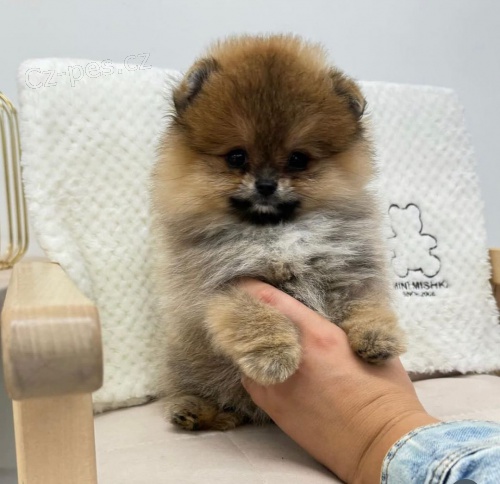 �t��ata pomeranian�
