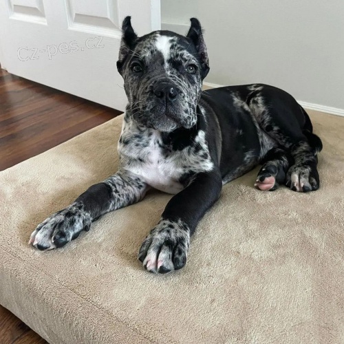 �t��ata italsk�ho Cane Corso