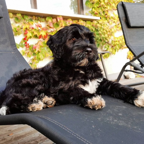 �t��ata portugalsk�ho vodn�ho psa