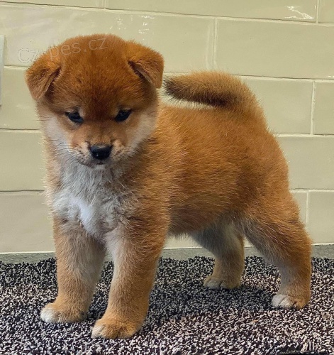 �T��ATA MINI SHIBA INU