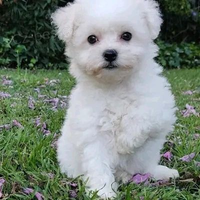 �t��ata bi�onka