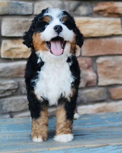 �t��ata Bernedoodle.