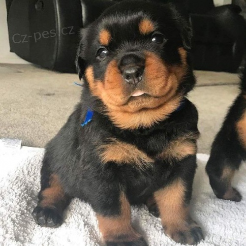 miniaturn� �t���tka rotvajlera.