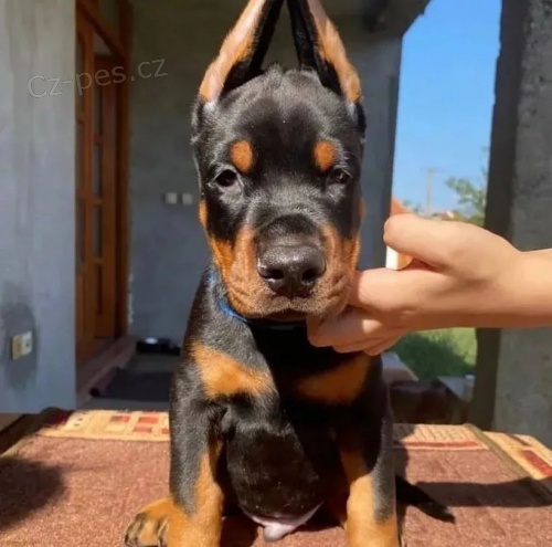 �teniatka dobermana.