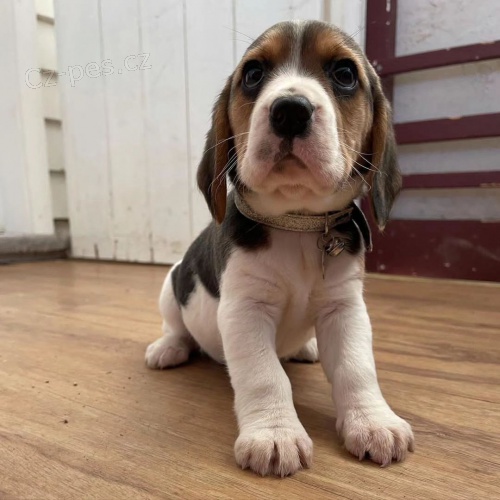 �t��ata b�gla