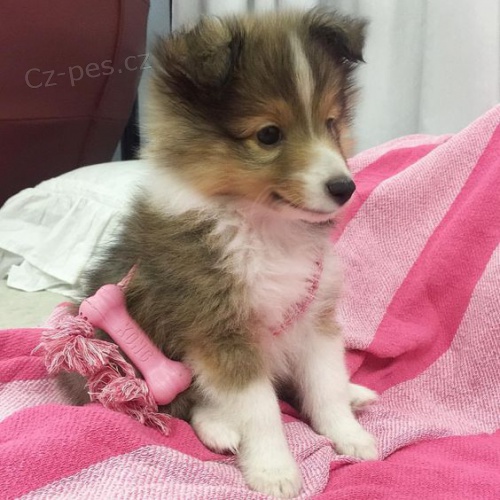 �t��ata Sheltie