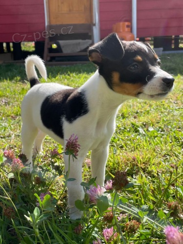 �t��ata jack russell teri�ra.