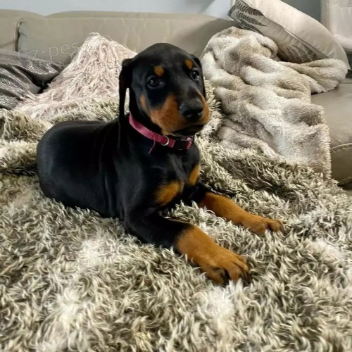 Prod�m zdrav� �t��ata dobrmana