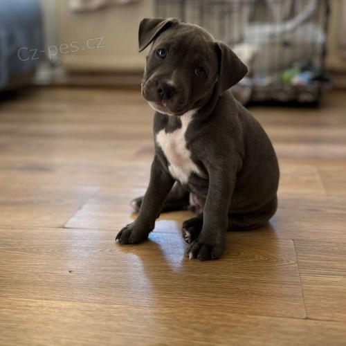 �teniatka staford��rskeho bulteri�ra