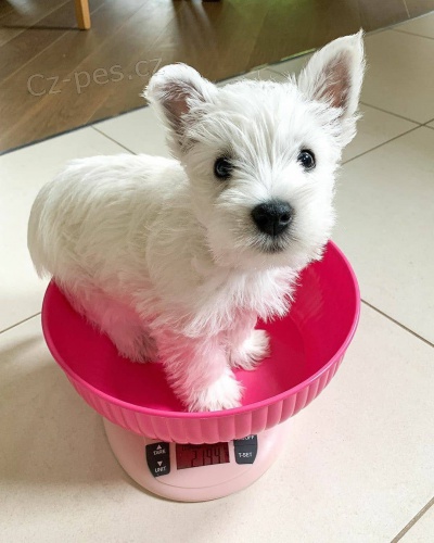 �teniatka West Highland White Terriers