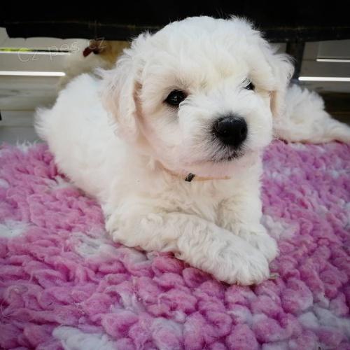 �t��ata bi�onka