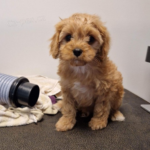 �t��ata Cavapoo