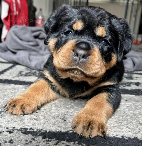 �t���tka rotvajlera.