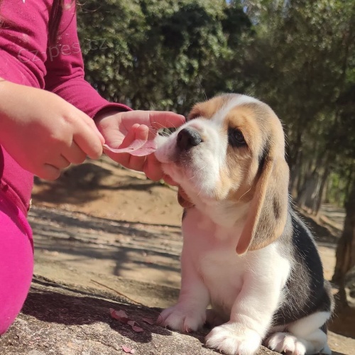 �t��ata b�gla