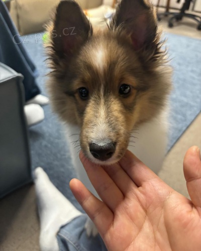 �t��ata Sheltie 