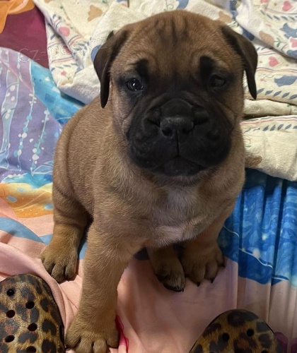 Pred�m �teniatka bullmastiffa