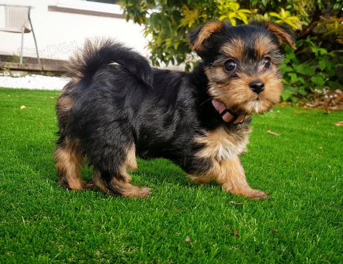 �t���tka jork��rsk�ho teri�ra.