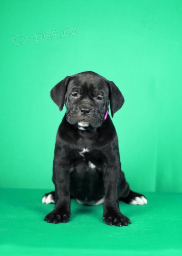 Cane Corso �t��ata