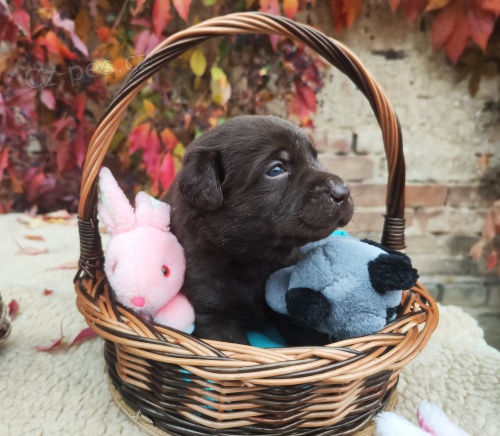 Nab�dka �t��at labradorsk�ho retrievera