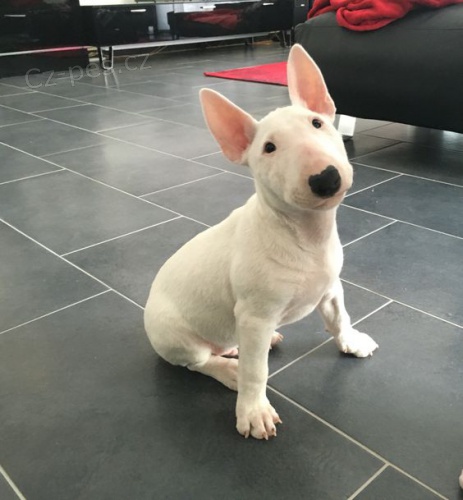 Prod�m �t��ata MINI BULLTERI�RA