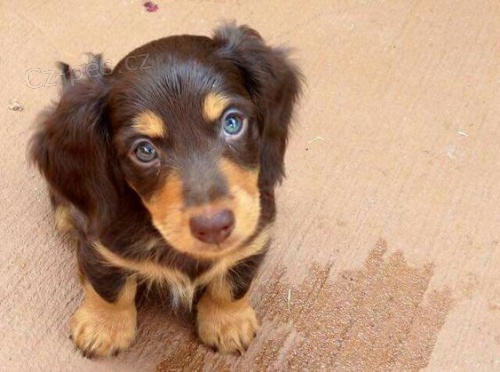 Kr�sn� dlouhosrst� �t��ata jezev��ka velikosti kr�l�ka k dispozici a p�ipravena k prodeji. Pouze pro v�n� osoby.