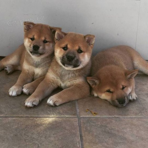 Prod�m rozko�n� miminka �t��ata shiba inu