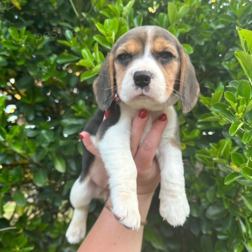 Kr�sn� a rozko�n� �t��ata b�gla k dispozici a p�ipravena k prodeji.