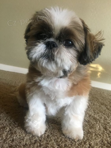 Prod�m hygienicky a soci�ln� vy�kolen� �t��ata SHIH TZU