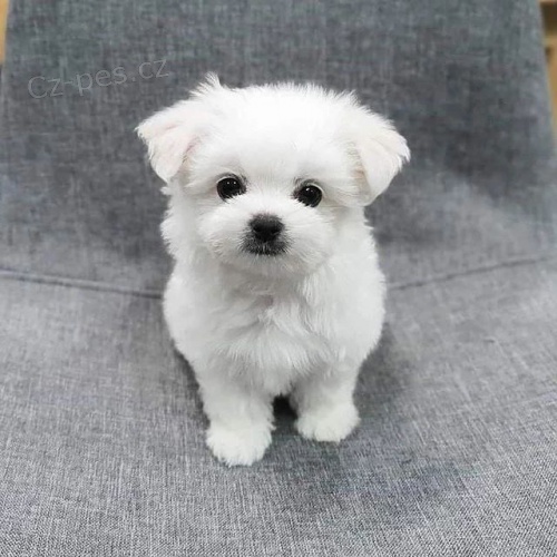 Prod�m o�kovan� miniaturn� �t��ata malt�z�k�.