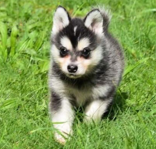 Prod�m �t��ata ALASKAN KLEE KEI