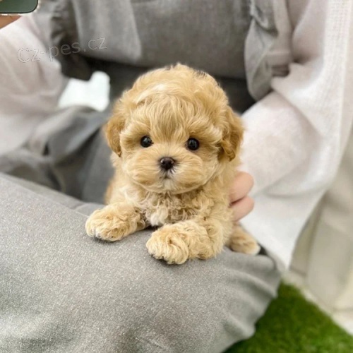�t��ata Maltipoo na prodej