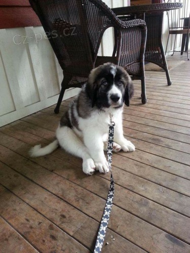 Novofundlandsk� �t��ata k adopci