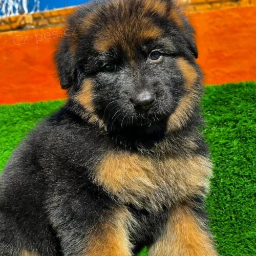 Prod�m �t��ata n�meck�ho ov��ka