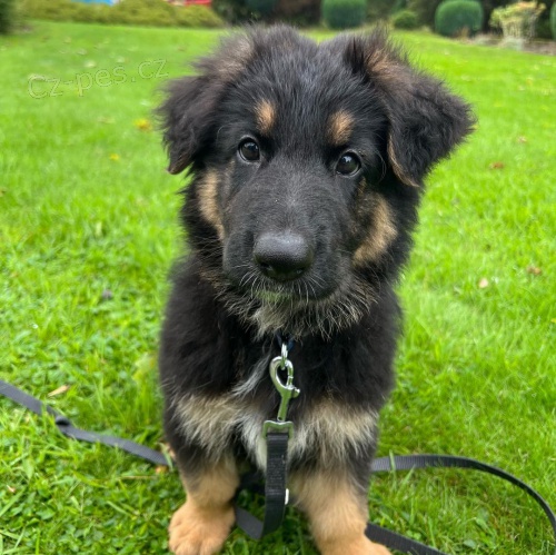 Prod�m �t��ata n�meck�ho ov��ka