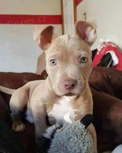 �t��ata staford��rsk�ho bulteri�ra