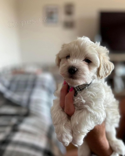 havansk� �t��ata na prodej.