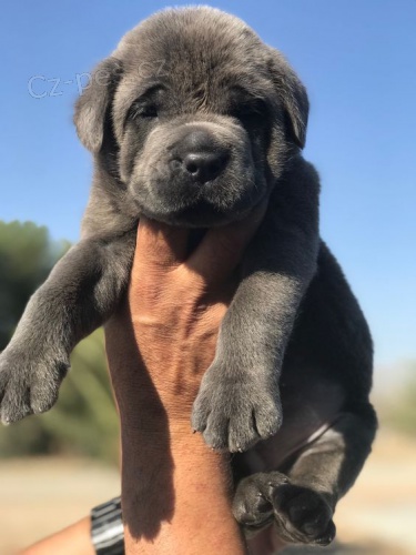 �t��ata italsk�ho Cane Corso