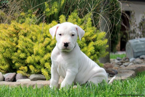 �t��ata argentinsk�ho doga.