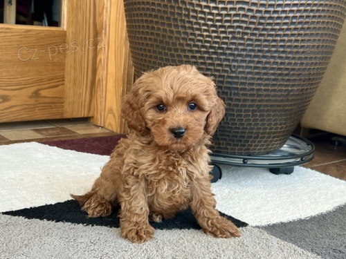 �t��ata Cockapoo na prodej