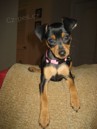 �t��ata anglick�ho toy teri�ra