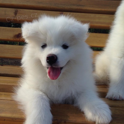 �t��ata samojeda na prodej