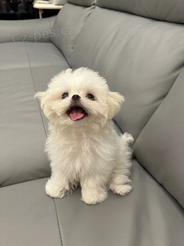 �t��ata malt�z�k�