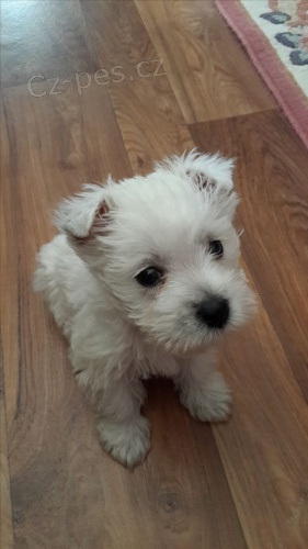 �t��ata West Highland White Terriers