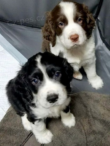 �t���tka anglick�ho �pringr�pan�la.