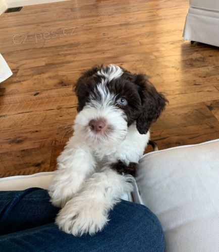 O�kovan� a od�erven� mini �t��ata portugalsk�ho vodn�ho psa k adopci