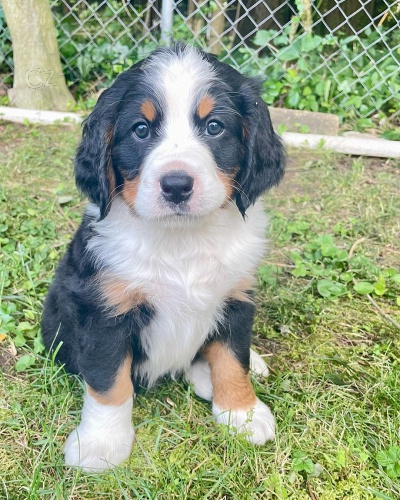 �t��ata bernsk�ho sala�nick�ho psa