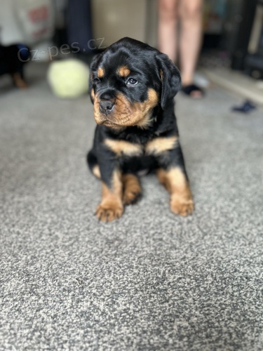 �t���tka rotvajlera.