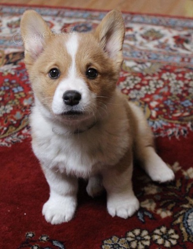 Prod�m �t��ata Pembroke Welsh Corgi